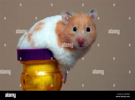 Syrian Hamster Stock Photo Alamy