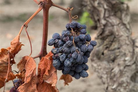 Organic Dry Raw Raisins On The Vine Dried Grapes Stock Photo Image
