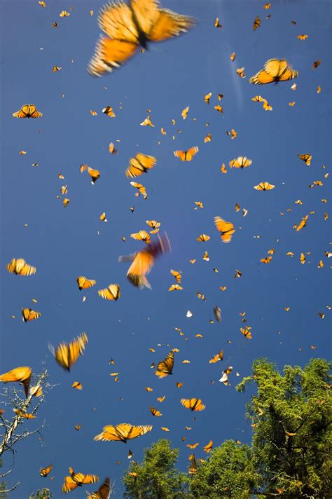 Blue aesthetic pastel aesthetic pastel wallpaper aesthetic wallpapers happy wallpaper kawaii wallpaper cool wallpaper butterfly wallpaper iphone iphone background wallpaper presets photoshop. Monarch Butterfly yearly migration in Mexico | Yellow ...