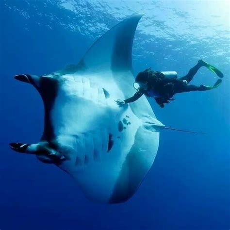 A Diver Swims With A 16 Fer Wide Manta Ray Giant Manta Amazing Animal