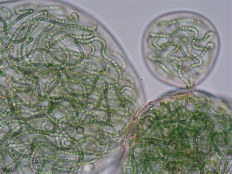 Microalgas Alga2o Microalgae Lista De Estirpes Cyanophyta Nostoc