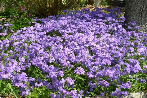 Buy Creeping Phlox Sherwood Purple Laurens Garden Service