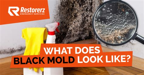 What Does Black Mold Look Like Restoration Company Los Angeles Ca