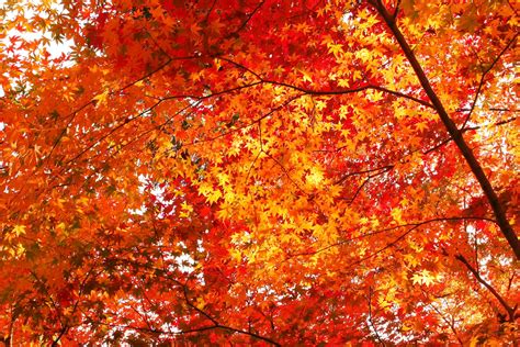 Autumn Season Natures Seasons Photo 36241549 Fanpop