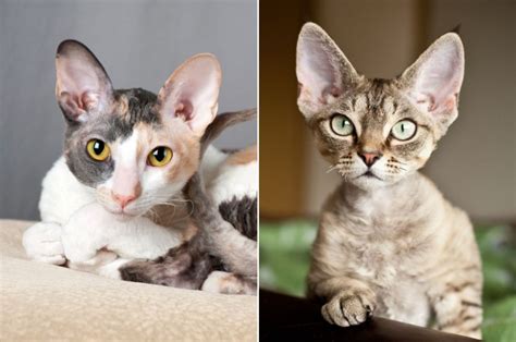 Cornish Rex Vs Devon Rex Can You Tell The Difference