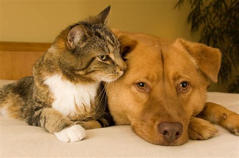 Como El Perro Y El Gato ¿realmente Se Llevan Tan Mal