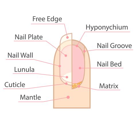 Related posts of cross section of a long bone. Nail Disorders