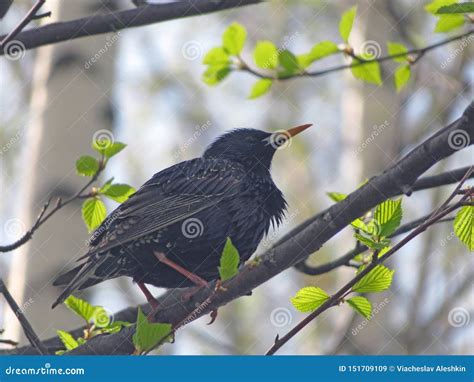 Bird Starlings On A Tree Stock Image Image Of Branches 151709109