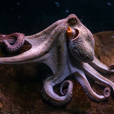 An Octopus With Its Mouth Open Sitting On Some Rocks