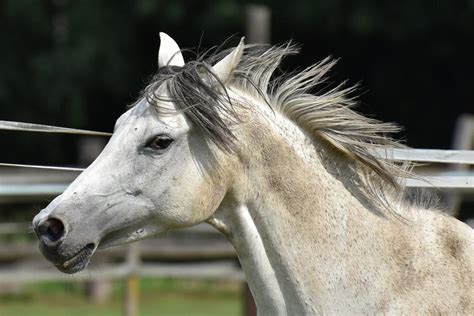 Head Of Grey Horse In Corral Free Image Download