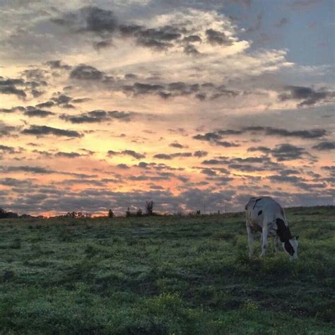 Early Morning Sunrise On Gilmer Dairy Farm In Lamar County Sulligent