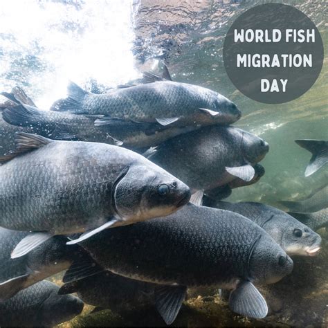 World Fish Migration Day — Conservation Fisheries