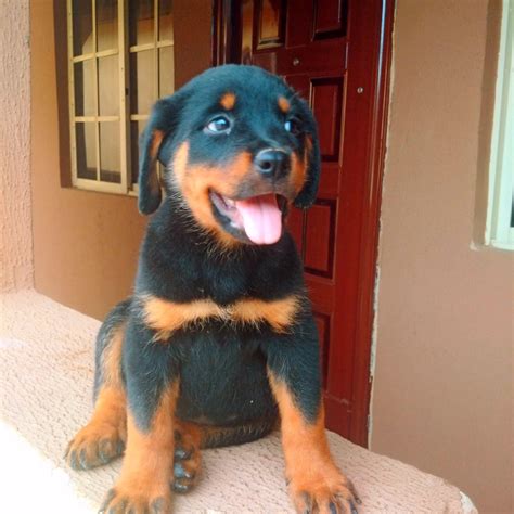 When an unexpected illness or surgery happens a dog that is dehydrated will tend to lose weight. Extremely Good Female Rottweiler Puppy For Sale,box Head ...