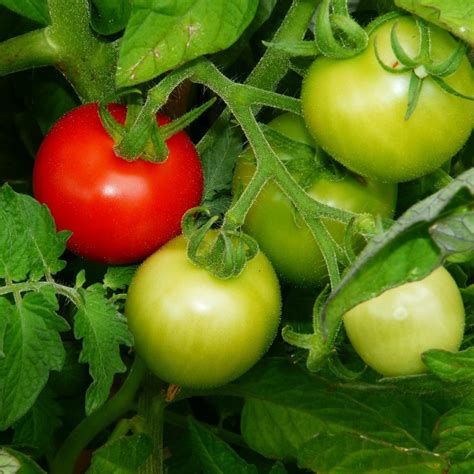 Growing Determinate Tomato Plants Perfect For Containers