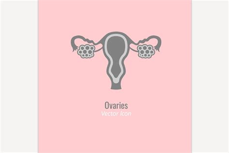 Ovary Gland Pre Designed Illustrator Graphics ~ Creative Market