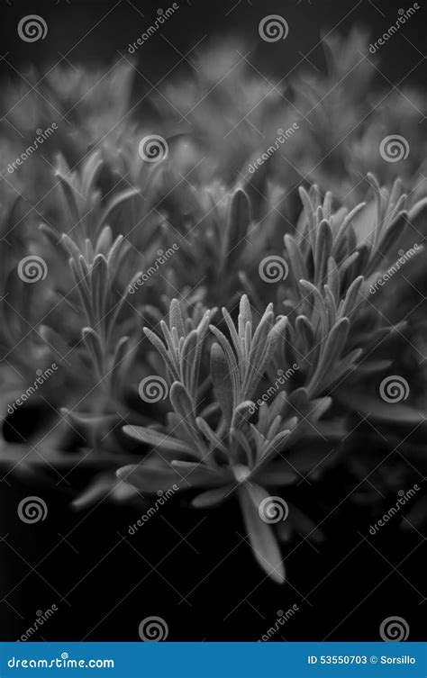 Artistic Lavender In Black And White Stock Image Image Of Leaves