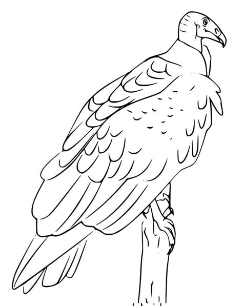 Vulture Printable