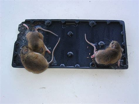 How To Unstick A Mouse Glue Trap