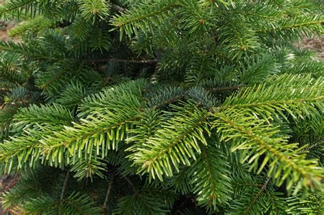 Abies Nordmanniana Nordmann Spar Kaukasische Spar Den Mulder Boomteelt