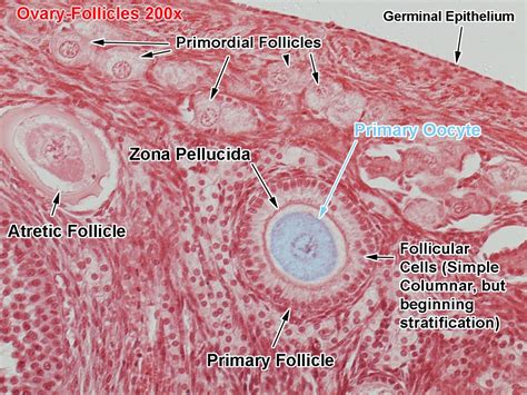 Ovary Follicles 200x Ovaries Reproductive System Human Development