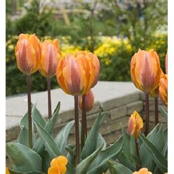 Princess Irene Tulip | Triumph Tulip Bulbs - Terra Ceia Farms