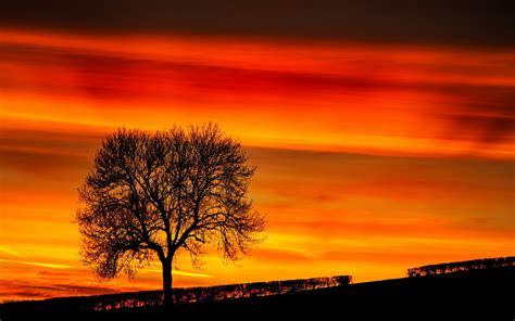 Sunset Tree Landscape Sky