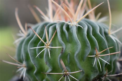 Crazy Critters Assorted Cactus Species