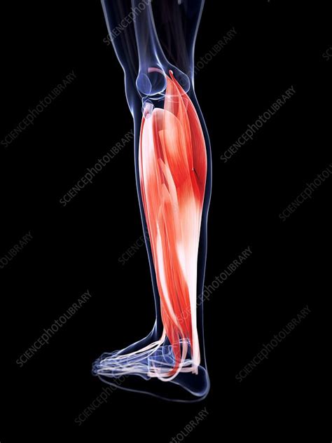 Human Calf Muscles Artwork Stock Image F0096821 Science Photo