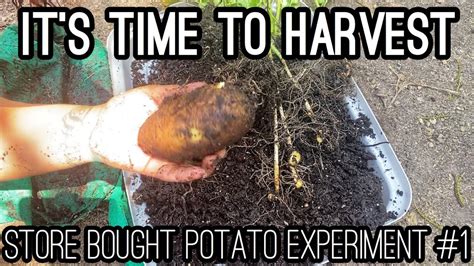 Growing Store Bought Potatoes In 5 Gallon Bucket Harvest Container