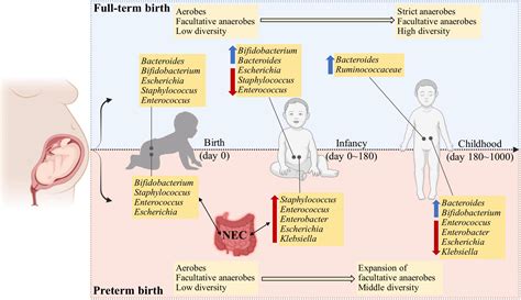 Frontiers First 1000 Days And Beyond After Birth Gut Microbiota And Necrotizing Enterocolitis