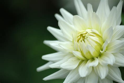 White Flower Macro Free Photo Download Freeimages