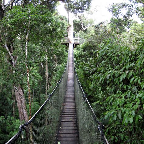 The 9 Most Incredible Canopy Walkways Around The World