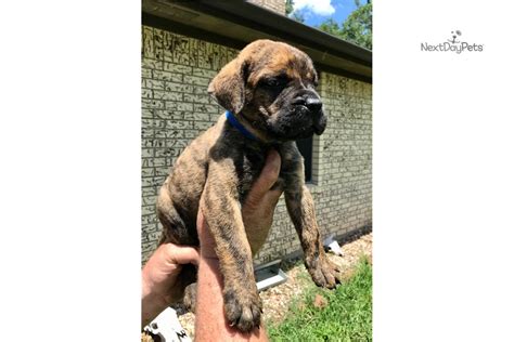Doc Blue Bullmastiff Puppy For Sale Near Houston Texas C3d36d6e 9041
