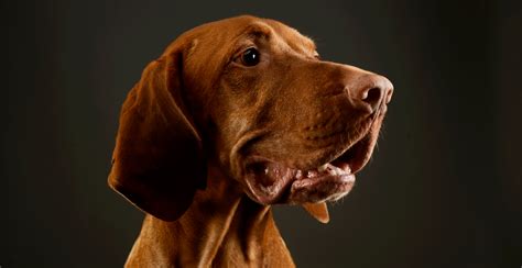 Vizsla Dog Breed Information Breed Advisor