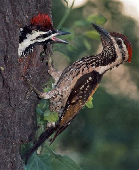 We Love Our Bangladesh Woodpecker Kaththokra Is A Native Bird Of