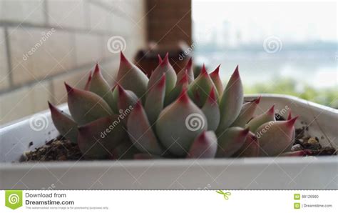 Succulent Plants Stock Photo Image Of Like Also Lotus
