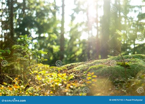 Calm Tranquil Forest Scene Stock Photo Image Of Park 69875718