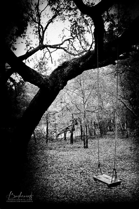 Lonely Tree Swing In The Woods Photograph By Robin Lewis Fine Art America