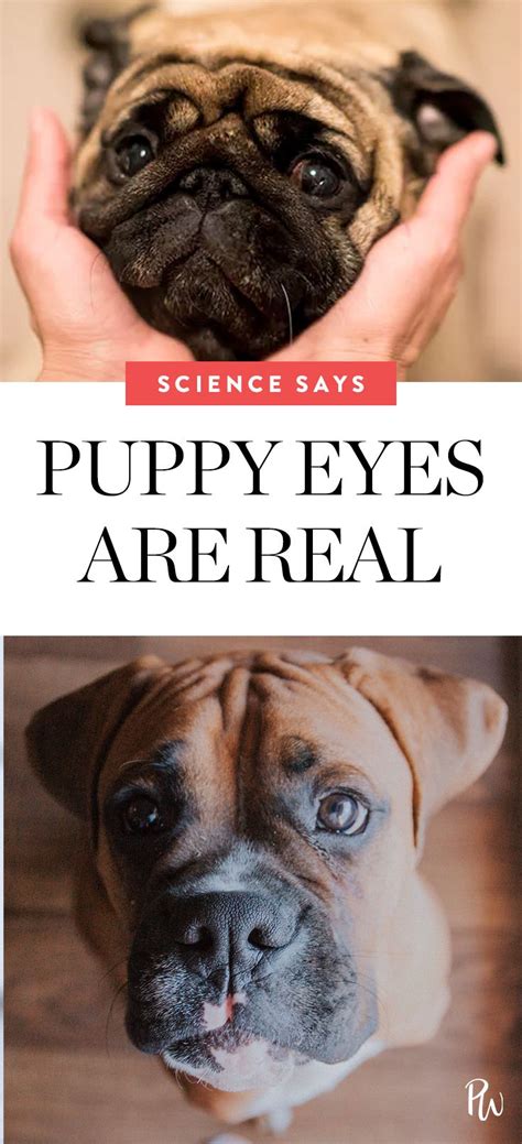 The Power Of Puppy Eyes How Your Dog Manipulates You