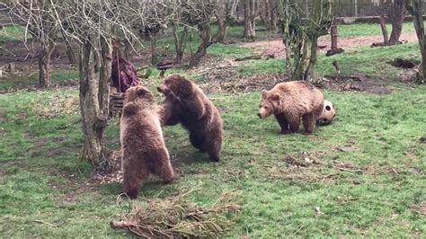 Brown Bears Play Fighting At Whipsnade Zoo Youtube