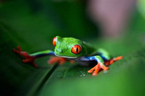 Conceptos Básicos Diversidad Biológica O Biodiversidad • Esturirafi