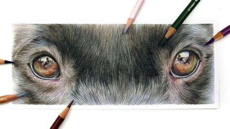 How To Draw Dogs Eyes With Coloured Pencil Drawing Tutorial
