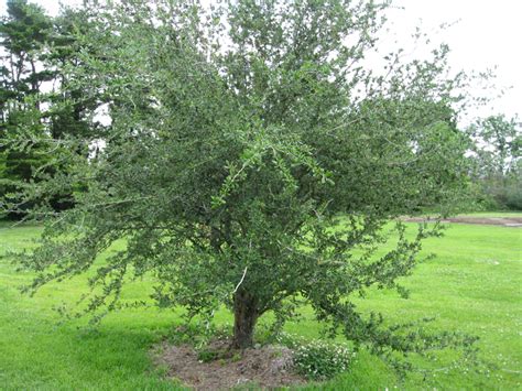 Online Plant Guide Quercus Geminata Sand Live Oak