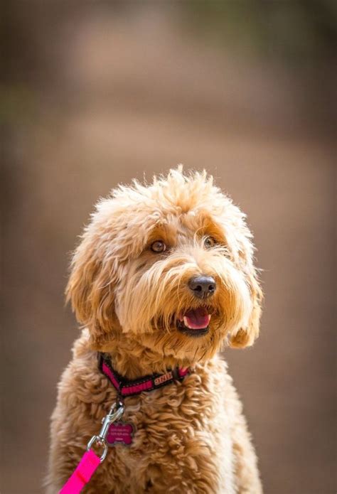 Currently barksdale is only accepting reservations for medium barksdale authentic australian labradoodles. Brickhaven Labradoodles | Australian labradoodle puppies ...