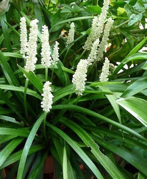 Liriope Muscari Alba White Lily Turf
