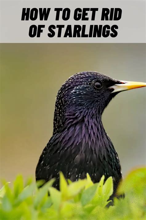 How To Get Rid Of Starlings 15 Easy And Harmless Ways