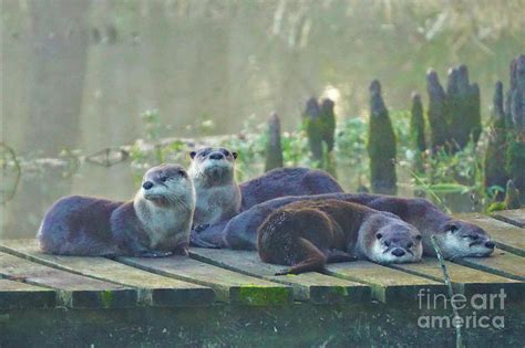 Louisiana Otters Photograph By Karen Beasley Fine Art America