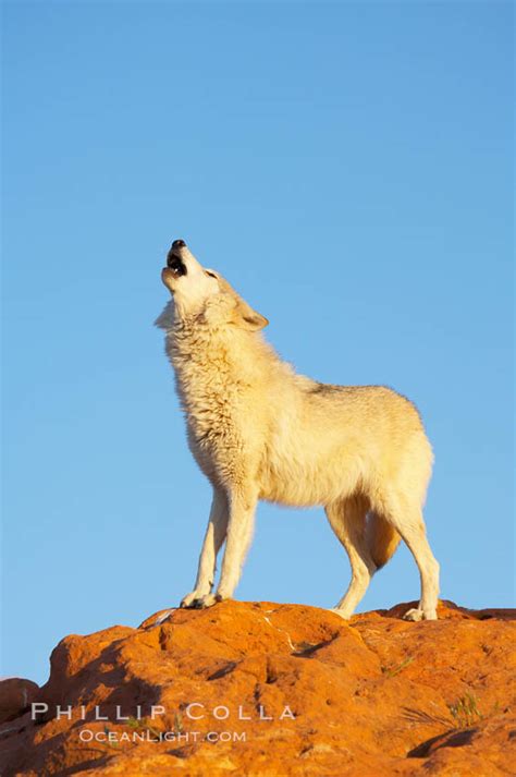Gray Wolf Howling Canis Lupus 12399