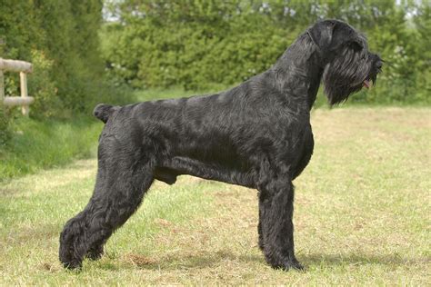 giant schnauzer  big dog breeds