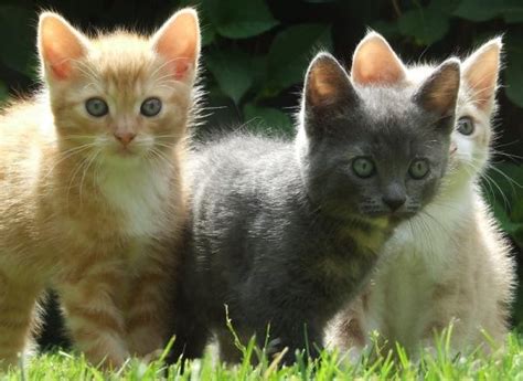 ► was sie beim impfschutz von katze oder kater beachten sollten. 33 Best Photos Wann Kastriere Ich Meinen Kater : Katze ...